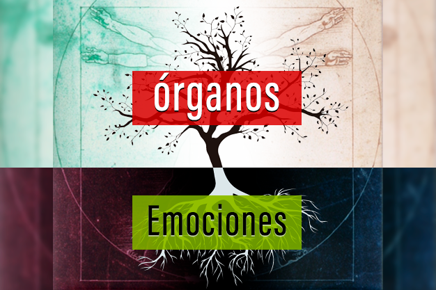 ÓRGANOS DEL CUERPO – RELACIÓN CON LAS EMOCIONES